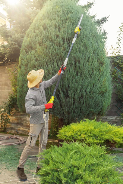 How Our Tree Care Process Works  in  Glen Carbon, IL